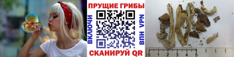 Галлюциногенные грибы Cubensis  Чернушка 
